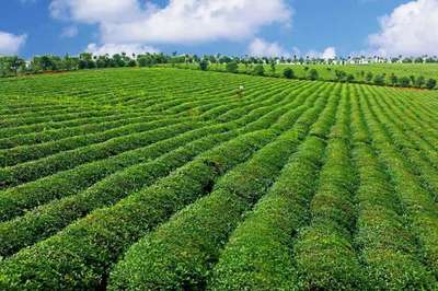 2022關鍵之年 打造楚茶品牌，助推農(nóng)產(chǎn)品與茶葉產(chǎn)業(yè)升級