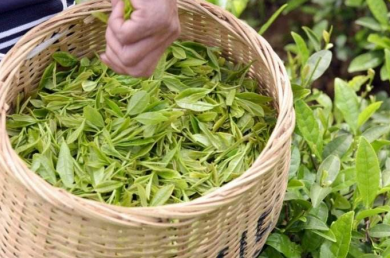 有機茶 農(nóng)業(yè)新星，健康消費的未來藍海