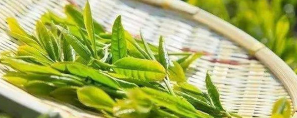 茶葉的農(nóng)產(chǎn)品屬性及其在農(nóng)業(yè)經(jīng)濟中的地位
