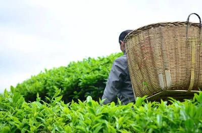 辟謠！別再給茶葉農(nóng)殘問題交“智商稅”了
