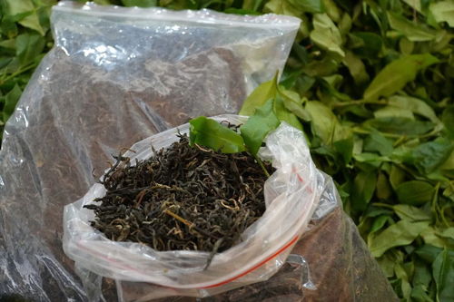 云南龍陵 一座廠房興產業，一片茶香富鄉民