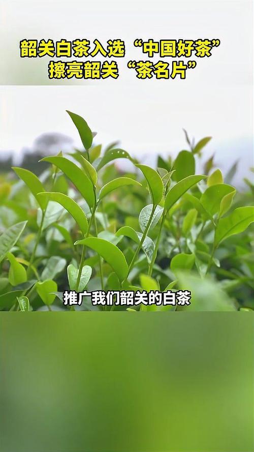 韶關白茶榮膺“中國好茶” 匠心品質擦亮城市“茶名片”